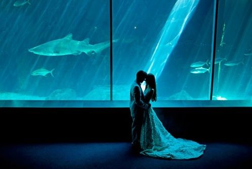 originele trouwlocaties trouwen in de winter aquarium