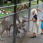 Communiefeest organiseren locatie kinderboerderij