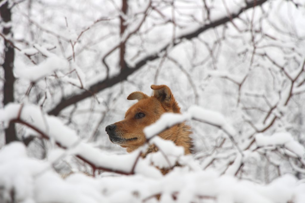 sneeuwfoto met de hond